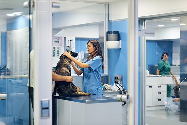 animaux soignés en urgence