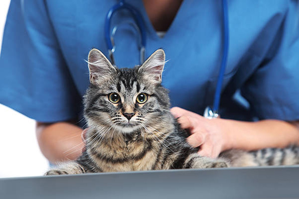 animaux soignés en urgence